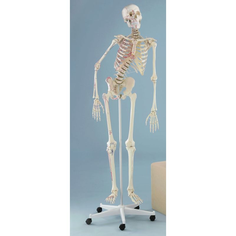 Therapy Model Skeleton Peter